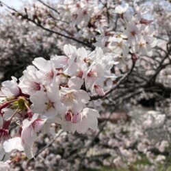 4月になりました