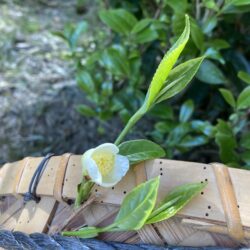 6月パン　玄米１００％（新茶デーツ入り)