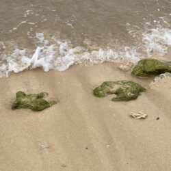 8月になりました