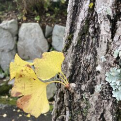 11月になりました