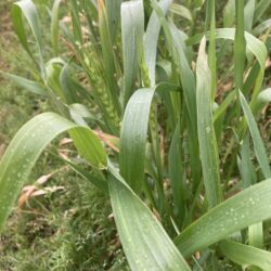 4月になりました